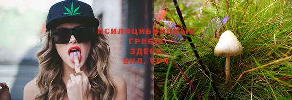 прущие грибы Армянск